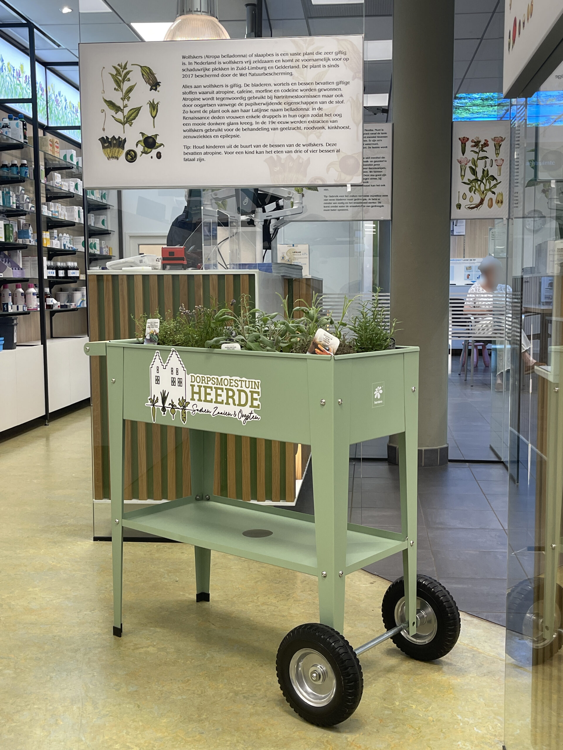 Plantenbak met kruiden in de apotheek